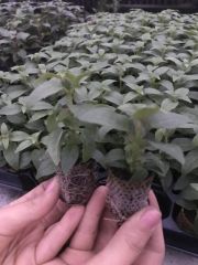 XXL Çiçekli Marbeller Magenta Purple Rain Küpe Çiçeği Fidesi (2 adet)