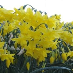 Yoğun Kokulu Yellow Ocean Nergis Soğanı (5 adet)