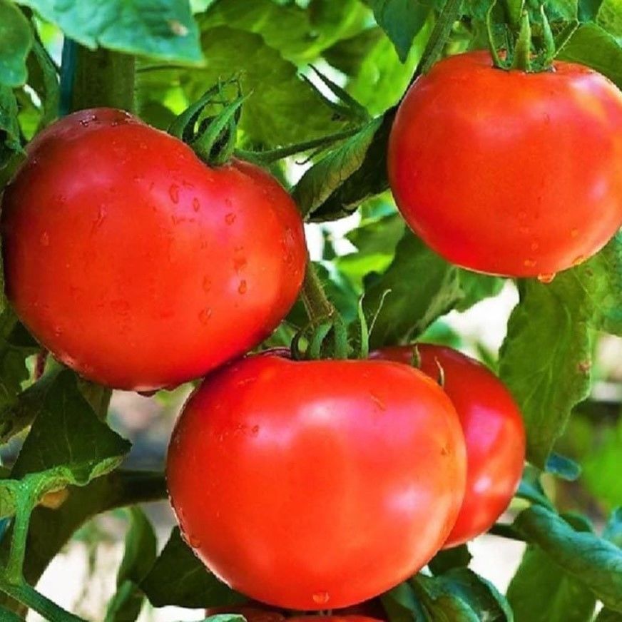 Kahvaltılık Oturak F1 Domates Tohumu (10 Tohum)