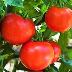 Kahvaltılık Oturak F1 Domates Tohumu (10 Tohum)