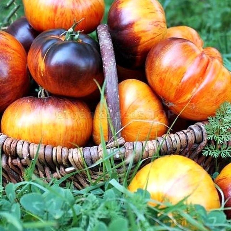 Kırmızı Beef Alice Dream Domates Tohumu (15 Tohum)