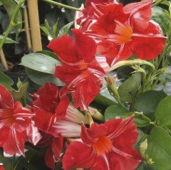 Tüplü Nadir Stars and Stripes Mandevilla Çiçeği Fidanı
