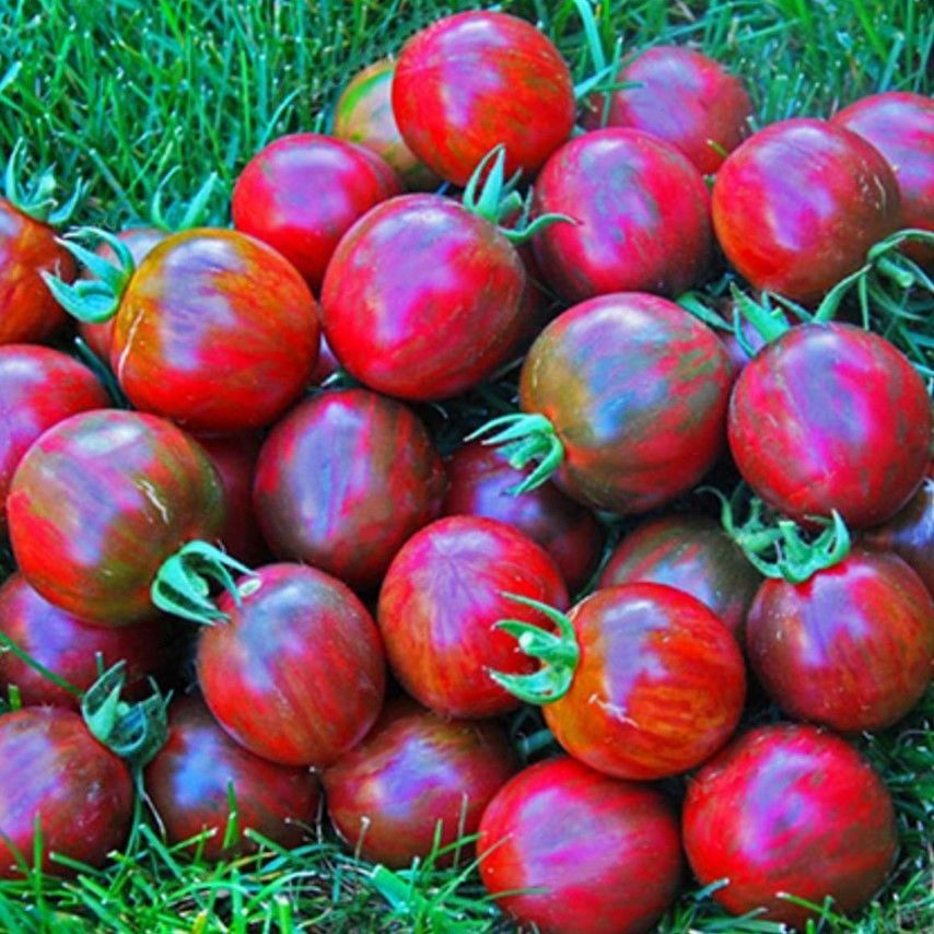 Kırmızı Siyah De Baroq Black Domates Tohumu (15 Tohum)