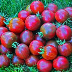 Kırmızı Siyah De Baroq Black Domates Tohumu (15 Tohum)