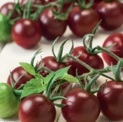 Yüksek Aromalı Chocolate Cherry Domates Tohumu (15 Tohum)