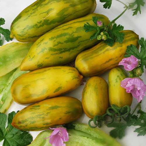 Longe Aermer Basık Domates Tohumu (15 Tohum)