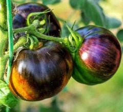 Cosmic Eclipse Etli Dilimli Domates Tohumu (15 Tohum)