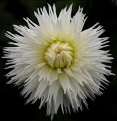 Dev Çiçekli White Lace Dahlia Yıldız Çiçeği  Yumrusu (1 adet )