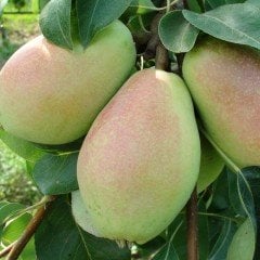 Tüplü Aşılı Leziz Yüksek Verimli Yarıbodur Santa Maria Armut Fidanı