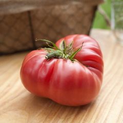 1884 Etli Dilimli Domates Tohumu (15 Tohum)