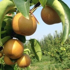 Tüplü Aşılı Bol Verimli Yarıbodur Atago Japon Naşi Armut Fidanı