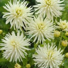 Dev Çiçekli Avalanche Dahlia Yıldız Çiçeği  Yumrusu (1 adet )