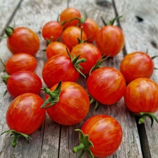 Süpernova Cherry Domates Tohumu (15 Tohum)