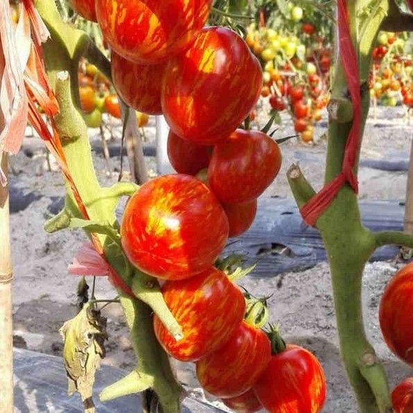 Etli Pink Zebra Pembe Domates Tohumu (15 Tohum)