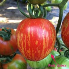 Etli Pink Zebra Pembe Domates Tohumu (15 Tohum)