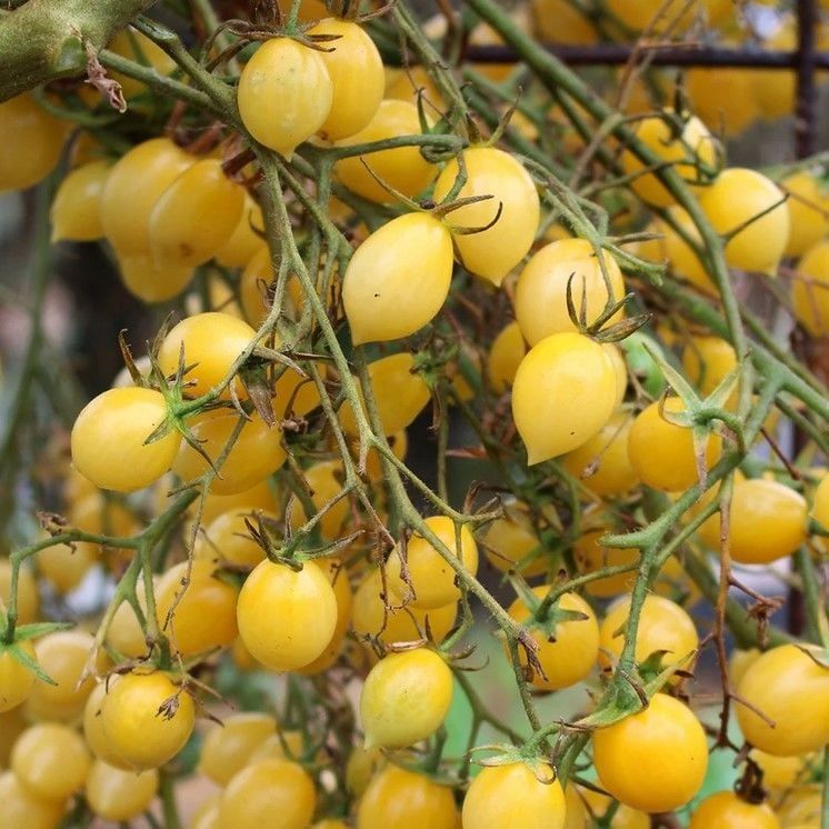 Barry's Crazy Cherry Sarı Çeri Domates Tohumu (15 Tohum)