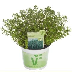 Bodur Aromatik Fredo Kokulu Kekik Fidesi (3)