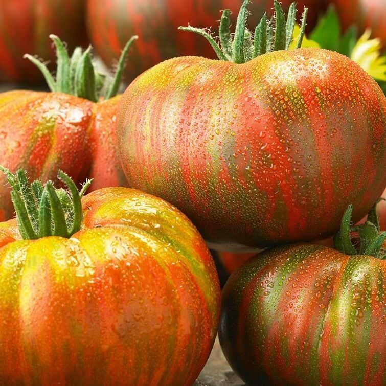 Berkeley Tie Dye Çizgili Domates Tohumu (15 Tohum)