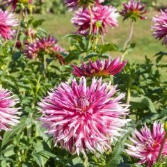 Dev Çiçekli Dentelle D. Forestier Dahlia Yıldız Çiçeği  Yumrusu (1 adet )