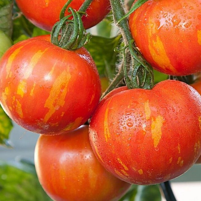 Tigerella Alacalı Domates Tohumu (15 Tohum)