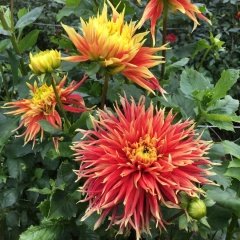 Dev Çiçekli Show 'n' tell Dahlia Yıldız Çiçeği Yumrusu (1 adet )