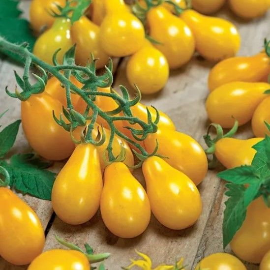 Yellow Pear Sarı Ampul Domates Tohumu (15 Tohum)
