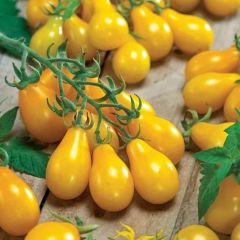 Yellow Pear Sarı Ampul Domates Tohumu (15 Tohum)