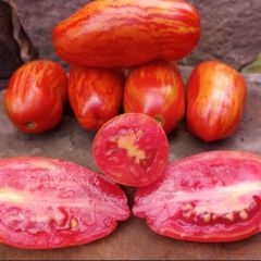 Alacalı Casady's Folly Domates Tohumu (15 Tohum)