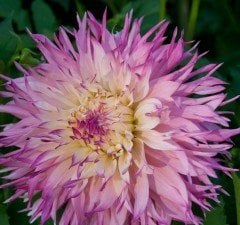 Dev Çiçekli Arica Dahlia Yıldız Çiçeği Yumrusu (1 adet )