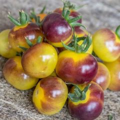 Alacalı Antho Weib Domates Tohumu (15 Tohum)