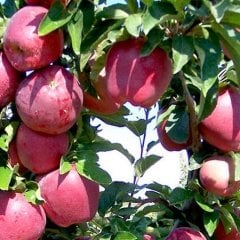 Tüplü Aşılı Bol Verimli Yarı Bodur Red Chief Elma Fidanı