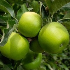 Tüplü Aşılı Sert Sulu Çok Verimli Yarı Bodur Granny Smith Elma Fidanı
