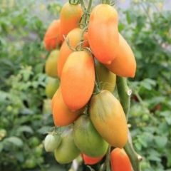 Basık Turuncu Chukloma Domates Tohumu (15 Tohum)