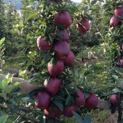 Tüplü Aşılı Bol Verimli Yarı Bodur Scarlet Spur Elma Fidanı