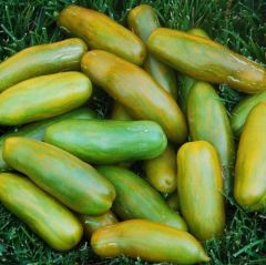 Lange Aermer Basık Çizgili Yeşil Domates Tohumu (15 Tohum)