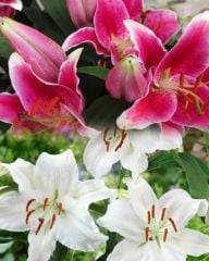 Casablanca Karışık Renkli Lillium Lilyum Zambak Soğanı (2 Adet )