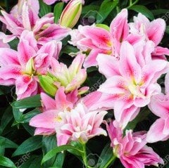 Pink Diamond Pemve Zambak Soğanı (2 adet)