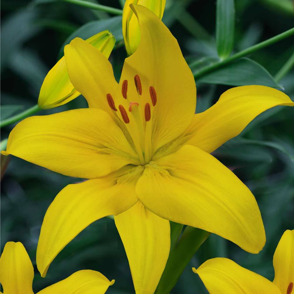 Yellow Diamond Sarı Zambak Soğanı (2 adet)