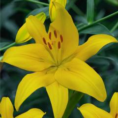 Yellow Diamond Sarı Zambak Soğanı (2 adet)