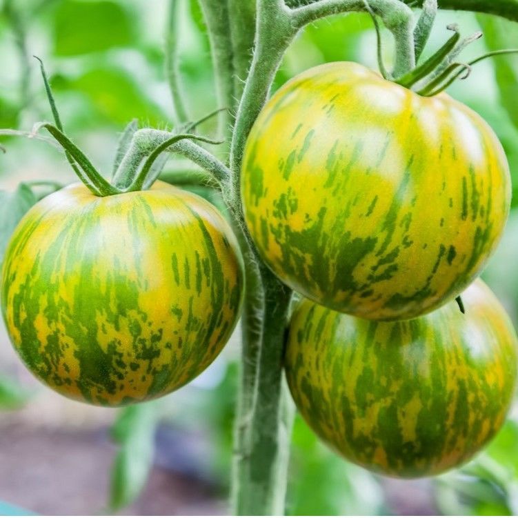 Green Zebra Çizgili Domates Tohumu (15 Tohum)