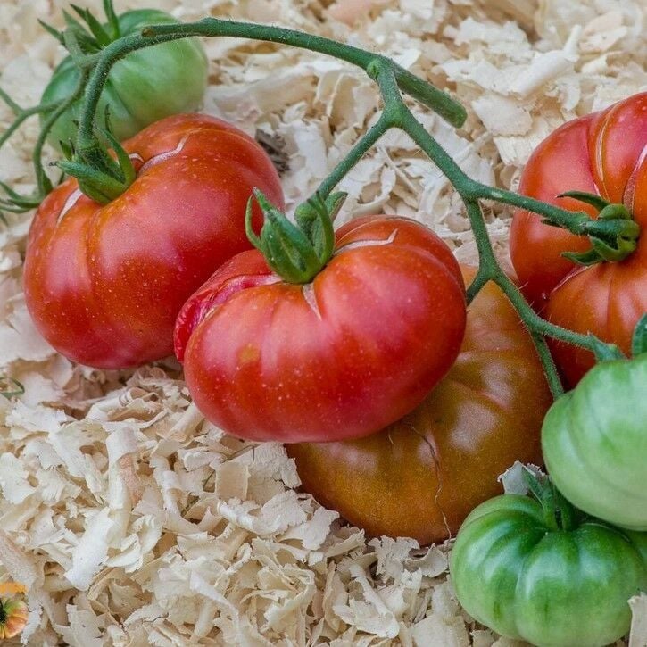 Red Calabash Etli Domates Tohumu (15 Tohum)