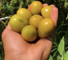 Küçük Meyveli Rahibe Domates Tohumu (15 Tohum)