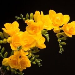 Double Yellow Katmerli Frezya Çiçeği Soğanı (5 adet)