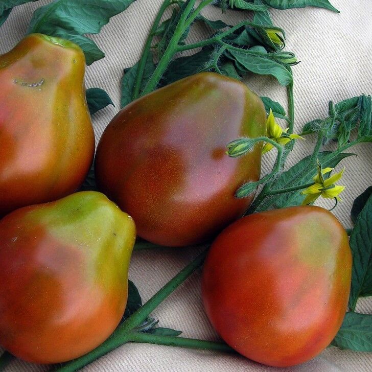 Japanese Black Trifele Kalp Şeklinde Etli Domates Tohumu (15 Tohum)