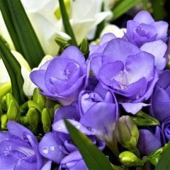 Double Blue Katmerli Frezya Çiçeği Soğanı(5 adet)