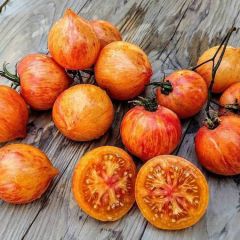 Kozula-133 Kalp Şeklinde Etli Domates Tohumu (15 Tohum)