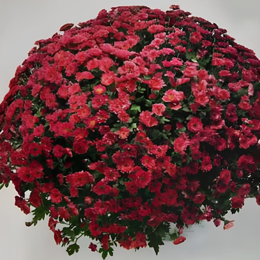 Özel Tür Bransmart Cherry Kasımpatı Krizantem Çiçeği Fidesi (1 Adet)