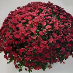 Özel Tür Bransmart Cherry Kasımpatı Krizantem Çiçeği Fidesi (1 Adet)