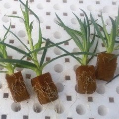 Karışık Renk Kokulu Katmerli Karanfil Çiçeği Fidesi (3 adet)