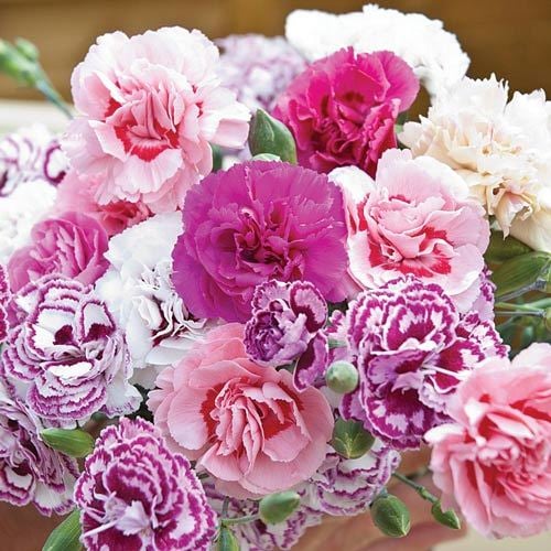 Karışık Renk Kokulu Katmerli Karanfil Çiçeği Fidesi (3 adet)